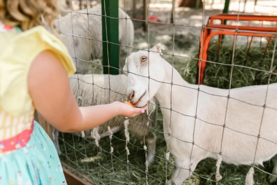 Child feeding a goat through a fence at a petting zoo
