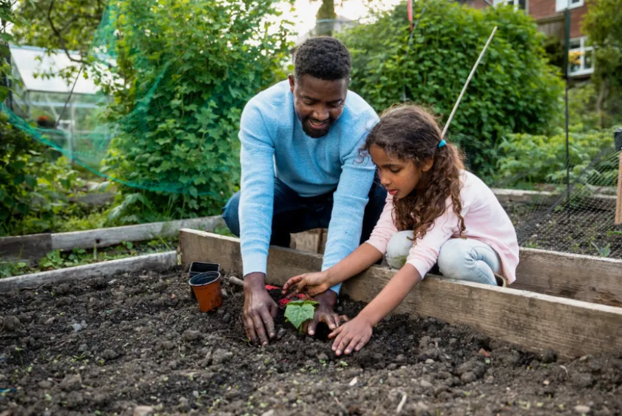 Father and daughter planting seedlings in a garden