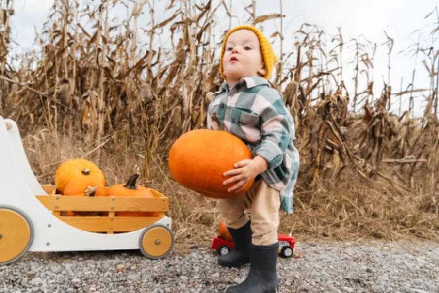 Toddler holding a pumpkin next to a cart filled with pumpkins in a cornfield