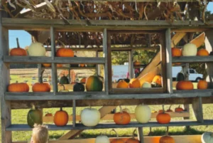Child in a dress exploring a rustic pumpkin display with various colored pumpkins.